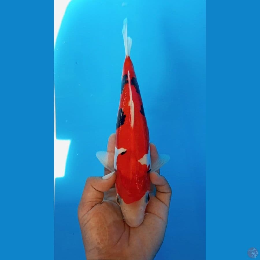 SQ Benikumon - 27cm