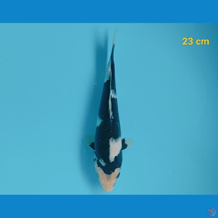SQ shiro 23 cm