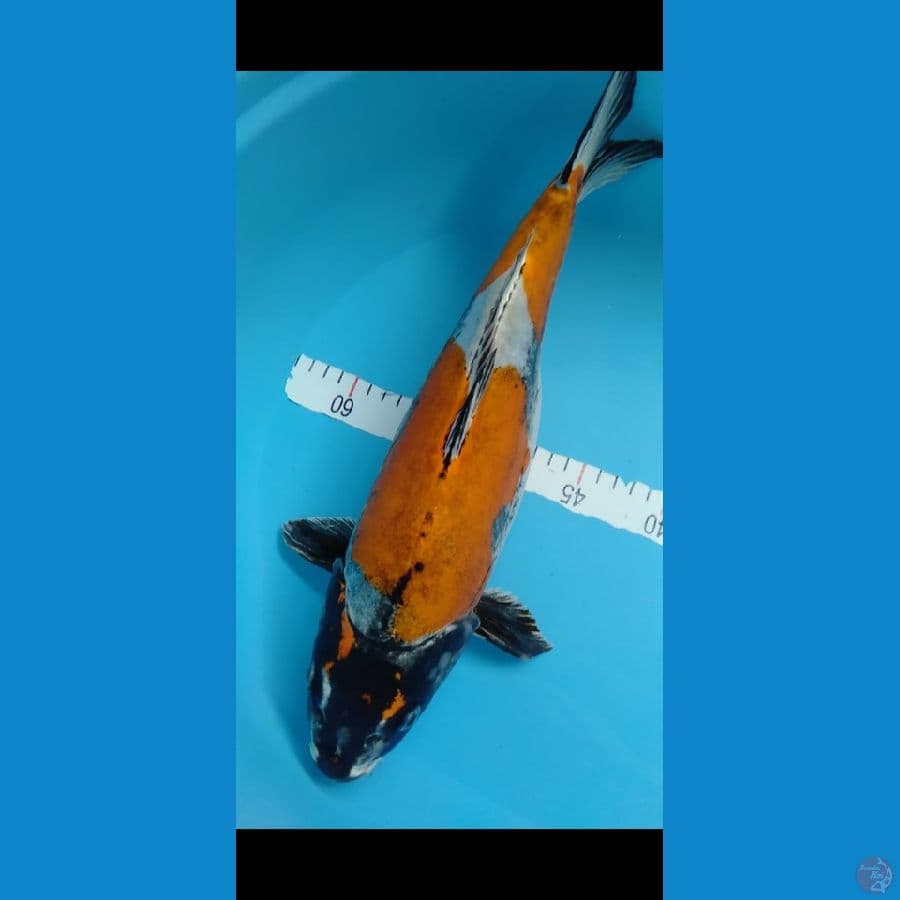 KIKOKURYU F42CM