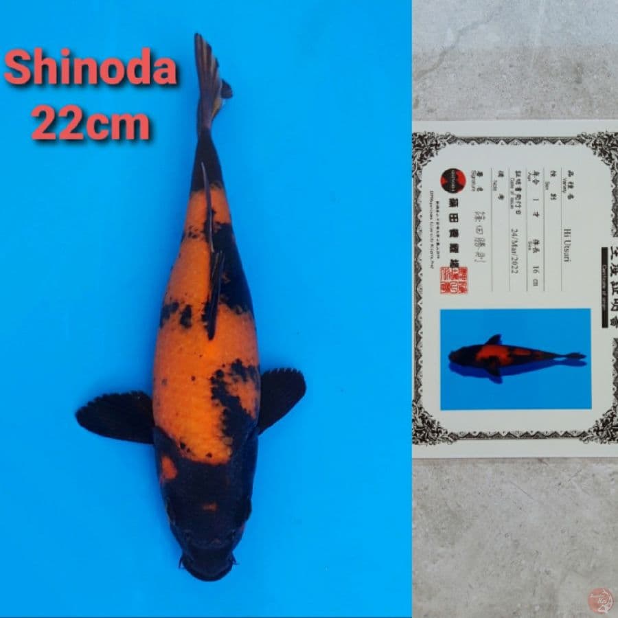 SHINODA HIUTSURI 22CM SERTI