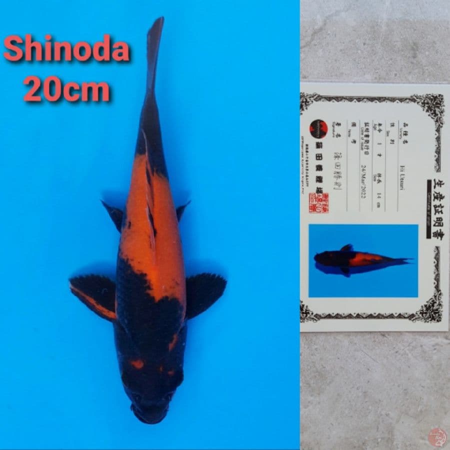 SHINODA HIUTSURI 20CM SERTI