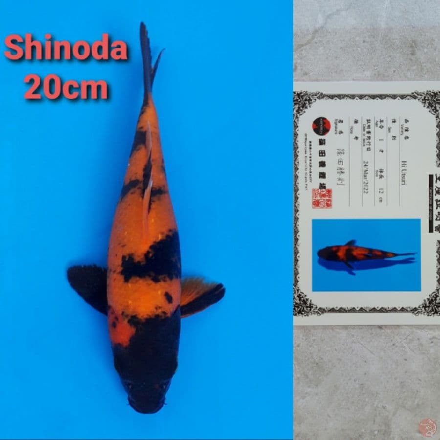 SHINODA HIUTSURI 20CM SERTI