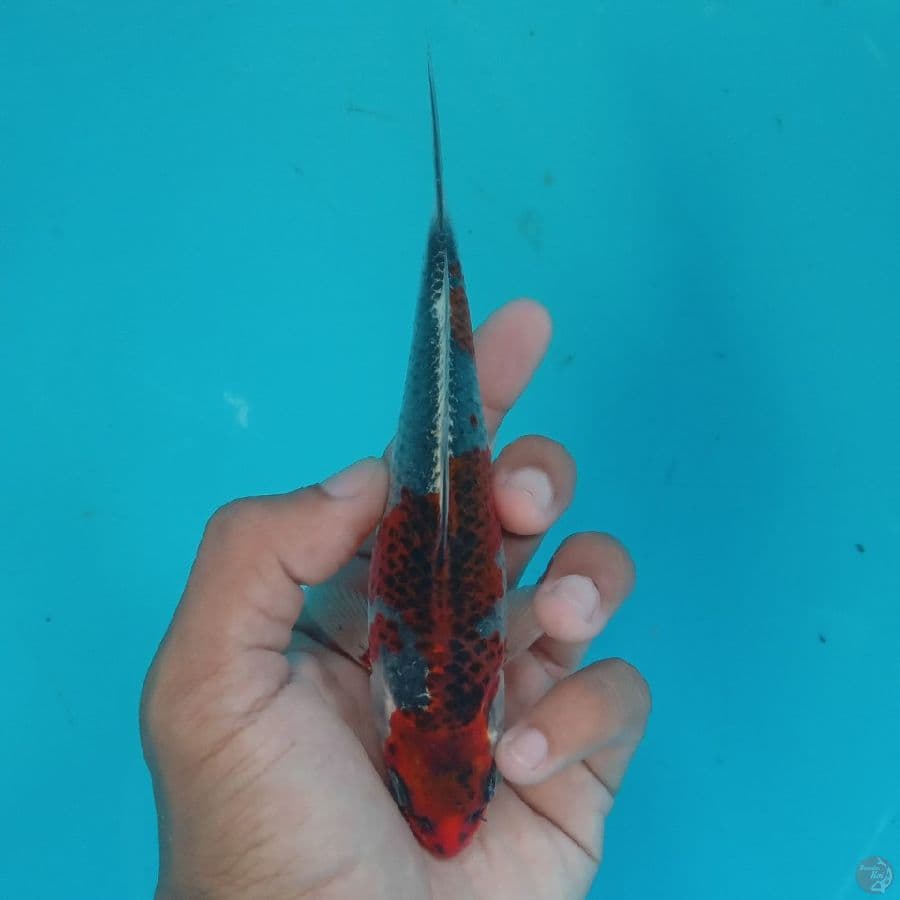 HIKARI - BENI GINGGA F 16CM
