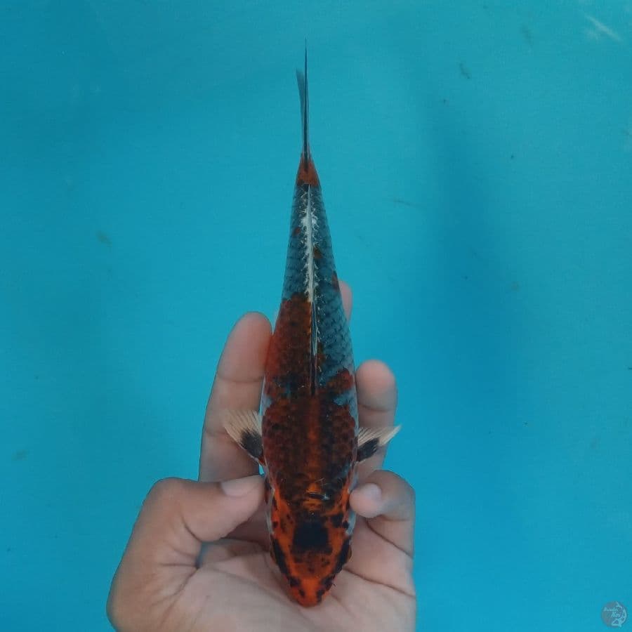 HIKARI - BENI GINGGA G 18CM