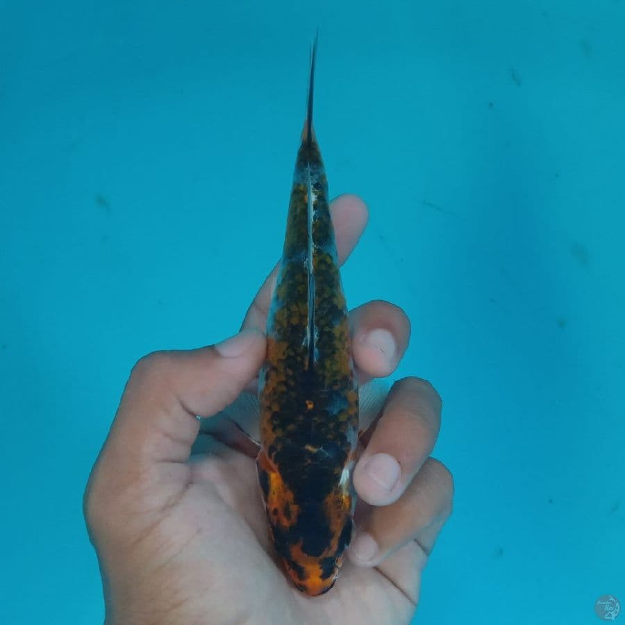 HIKARI - BENI GINGGA H 15CM