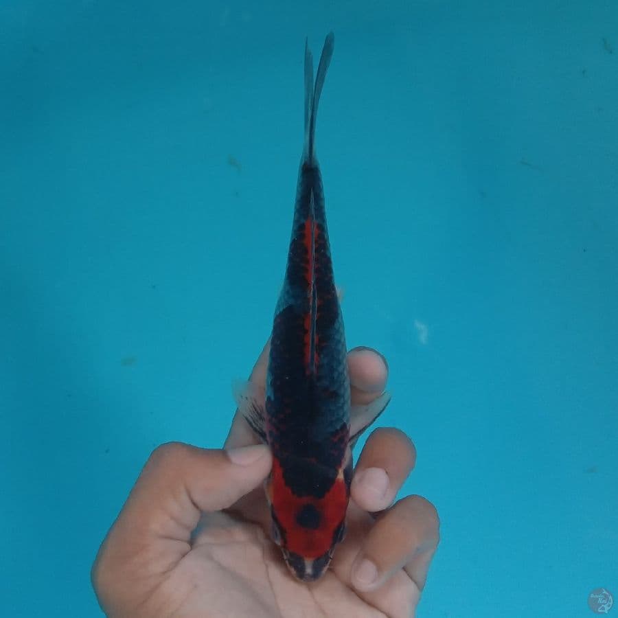 HIKARI - BENI GINGGA M 18CM