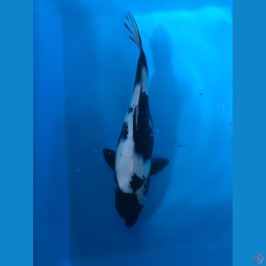 shiro 25cm female
