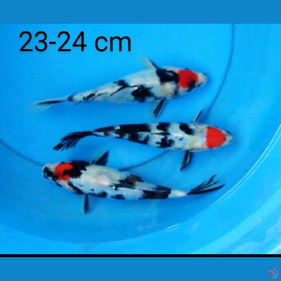 tancho showa 23-24 cm