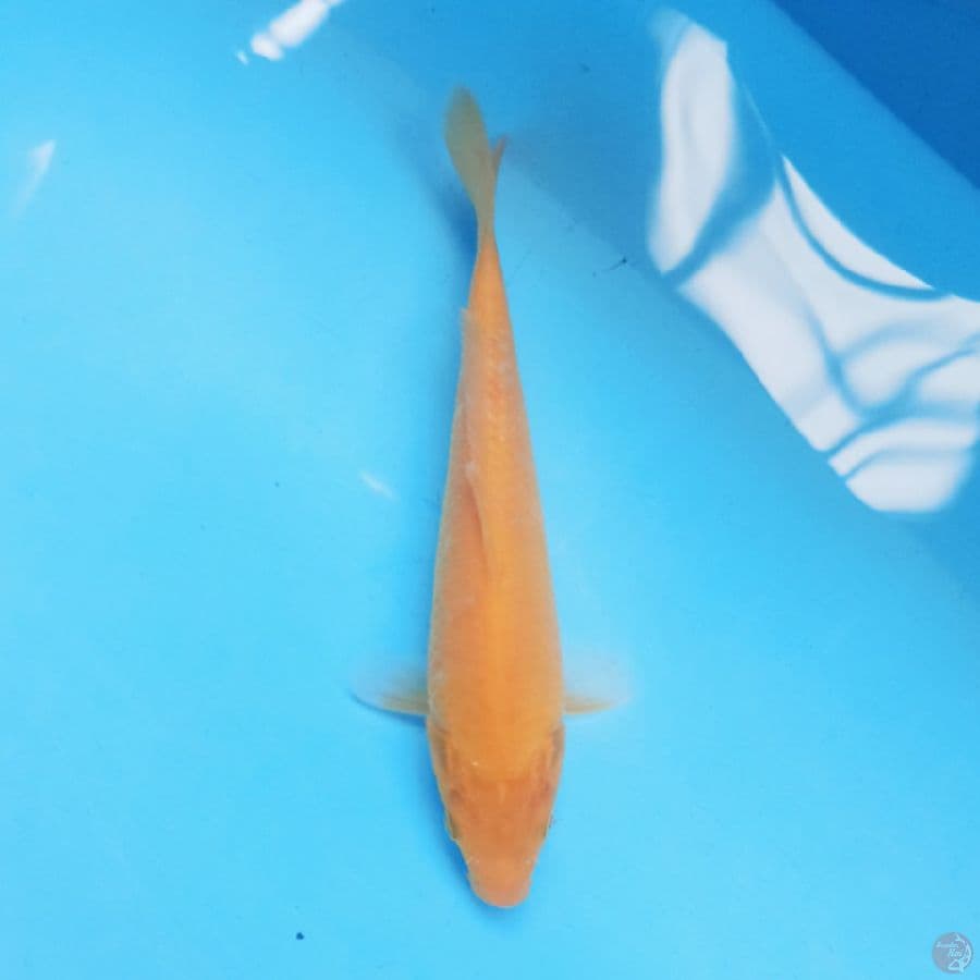 Karashi 19cm