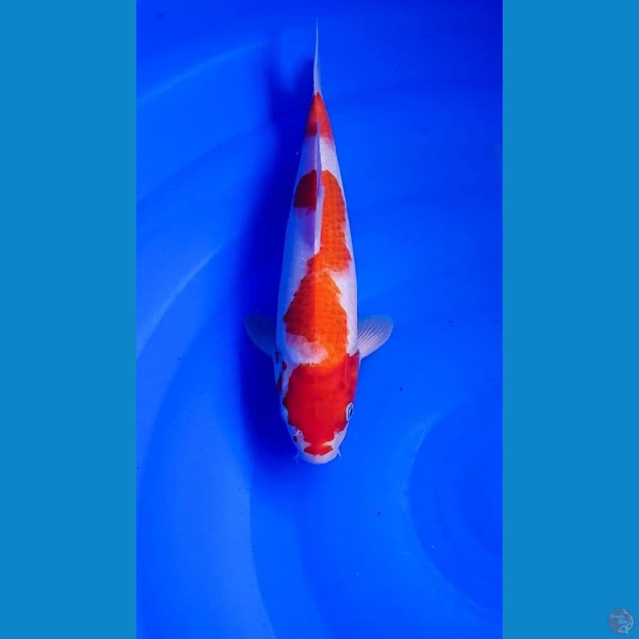 KOHAKU 34 CM