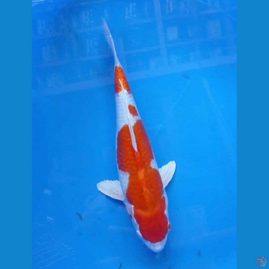 33 cm kikusui