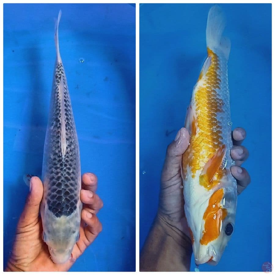 34 cm