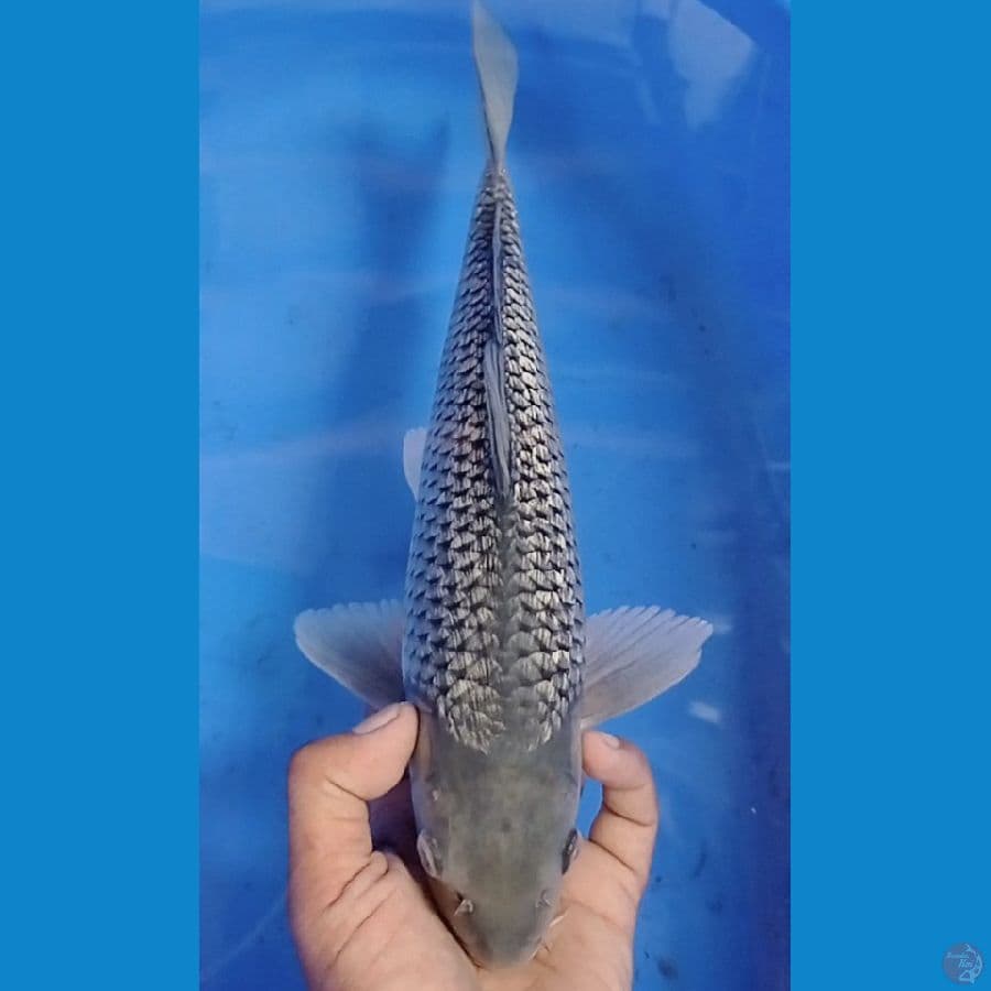 33 cm