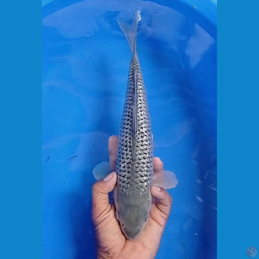 33 cm jantan