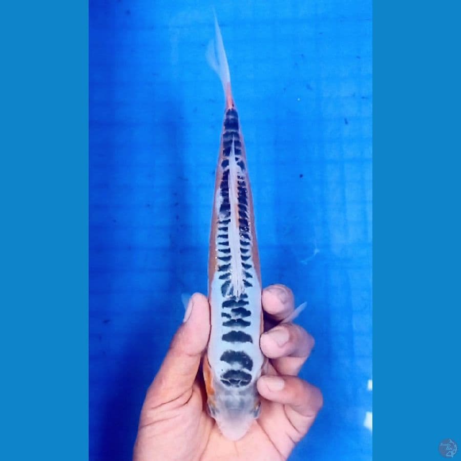 25 cm