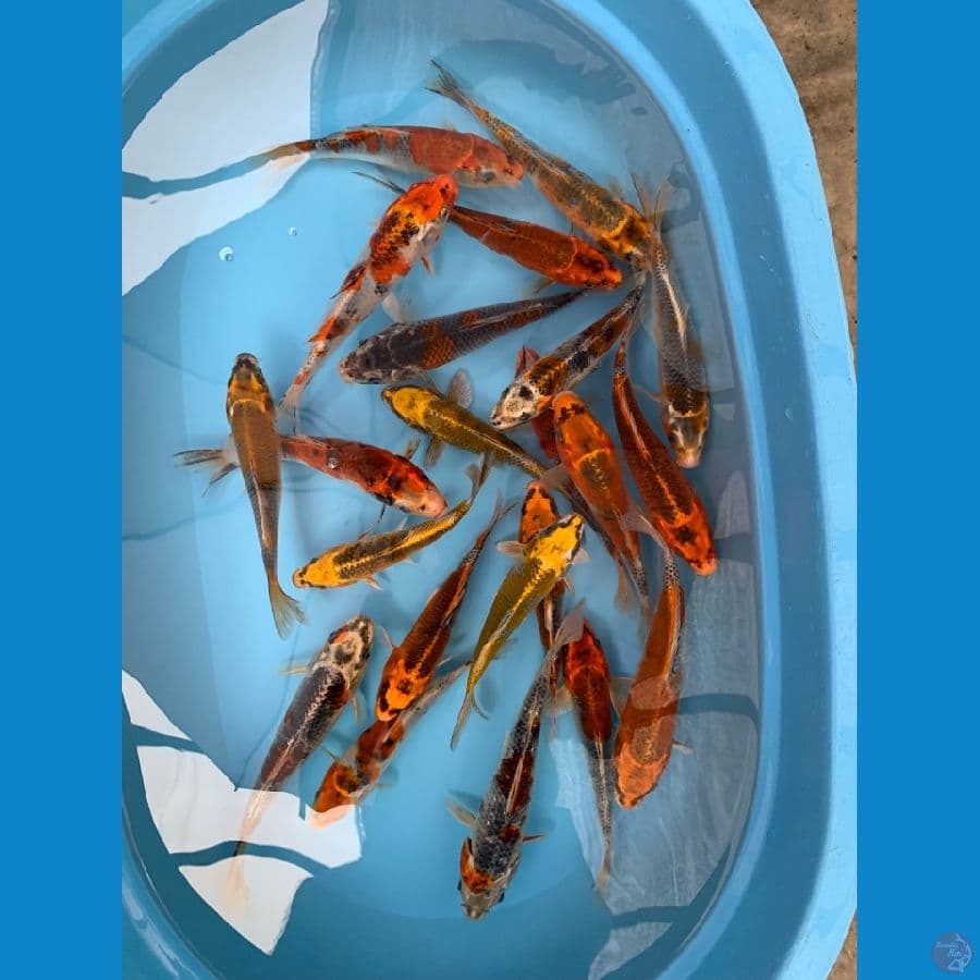 paket mix kujaku gosiki 20-25cm 20ekor
