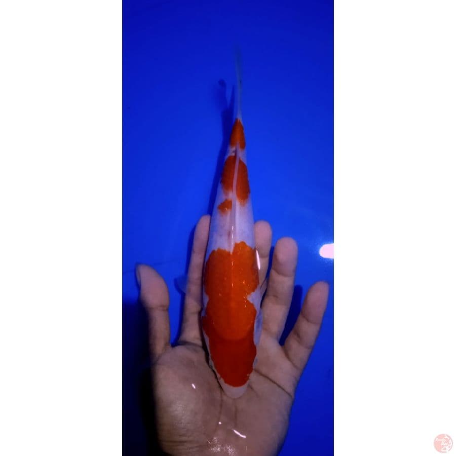 kohaku || size 20cm