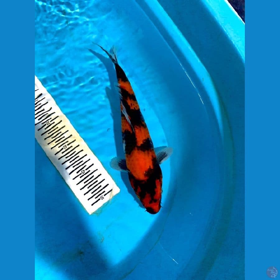HI-SHOWA high quality 30cm