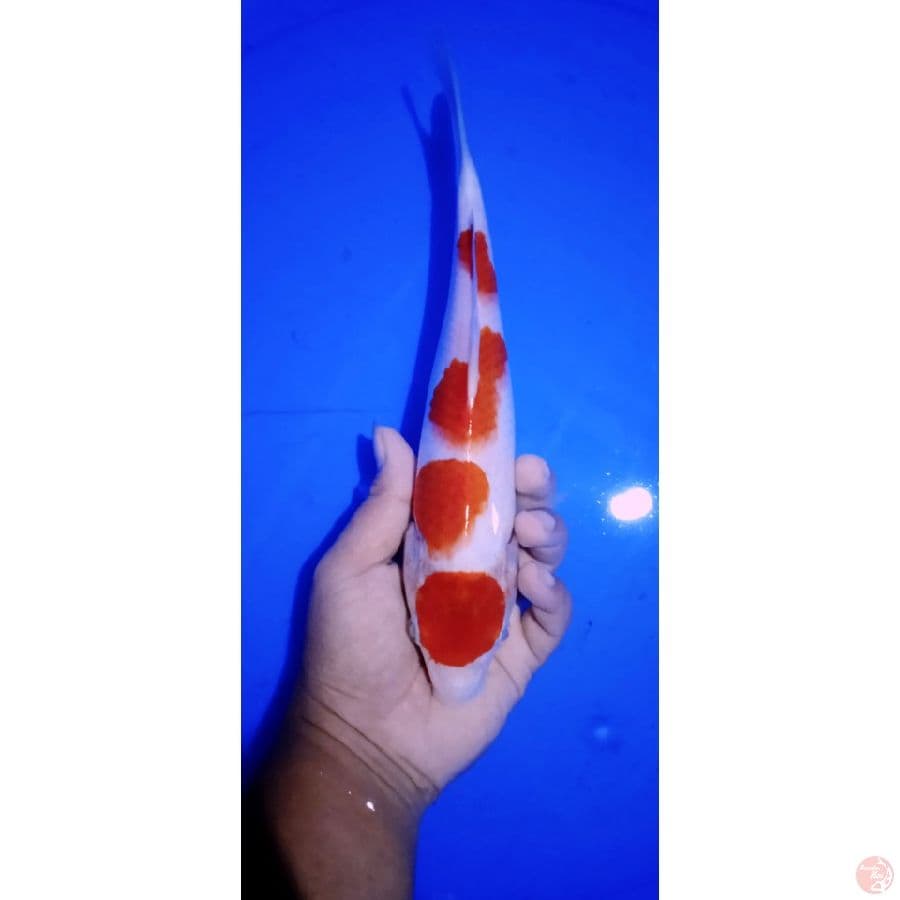maruten kohaku || 25cm