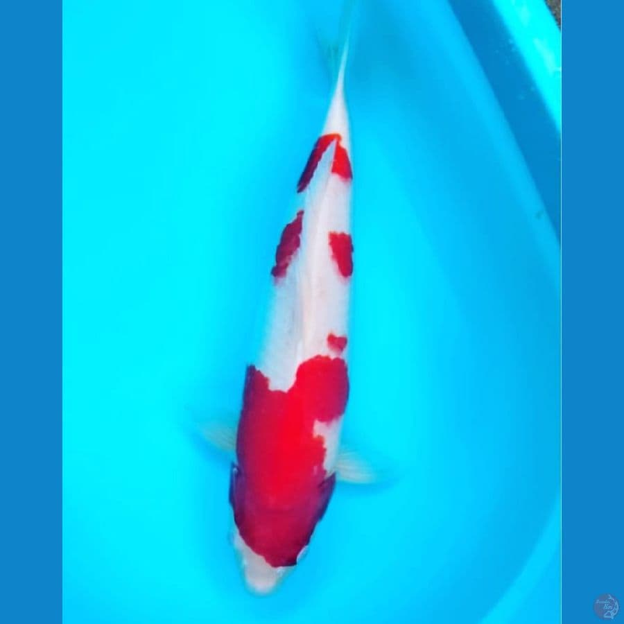 JUMBO KOHAKU ORIGINAL