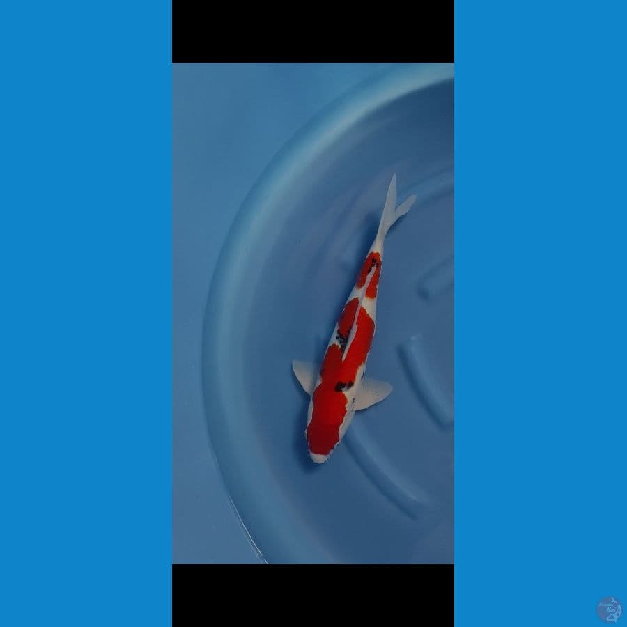 sanke inazuma original 48cm...male