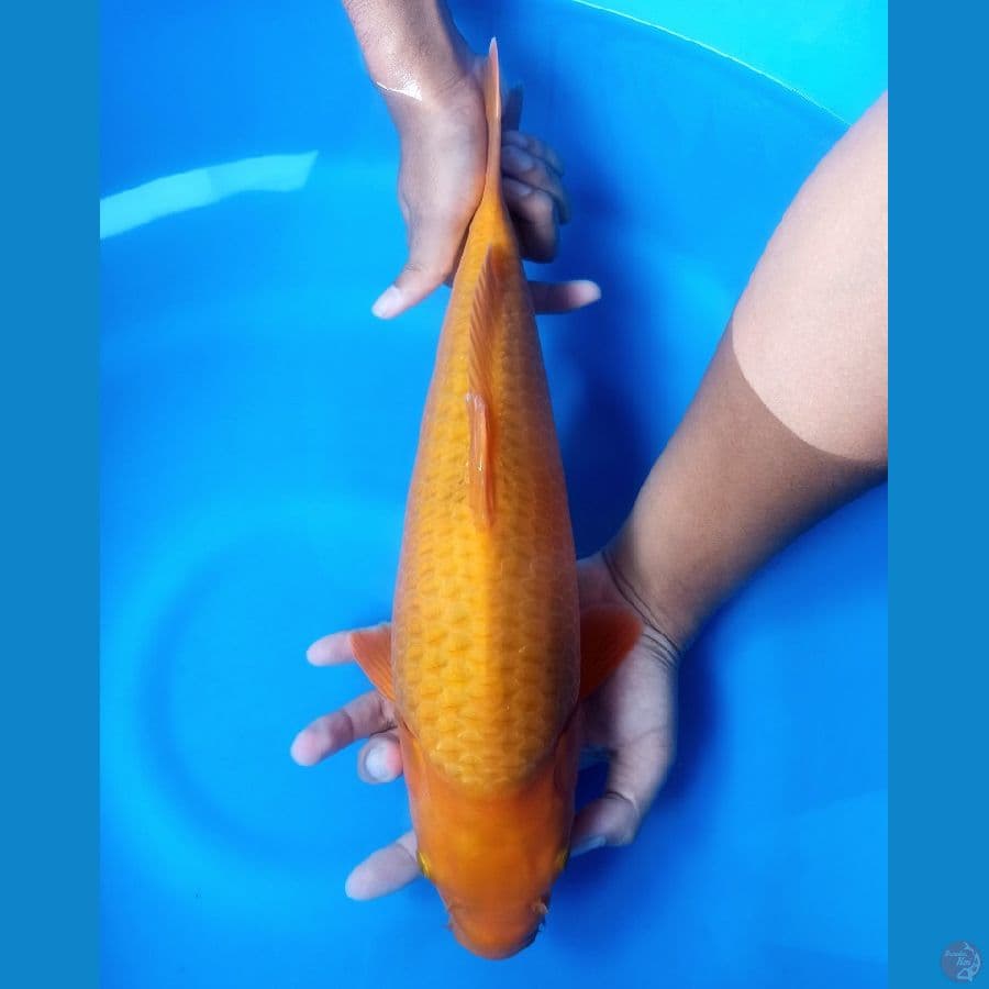 Caramel Super Body ( Male )