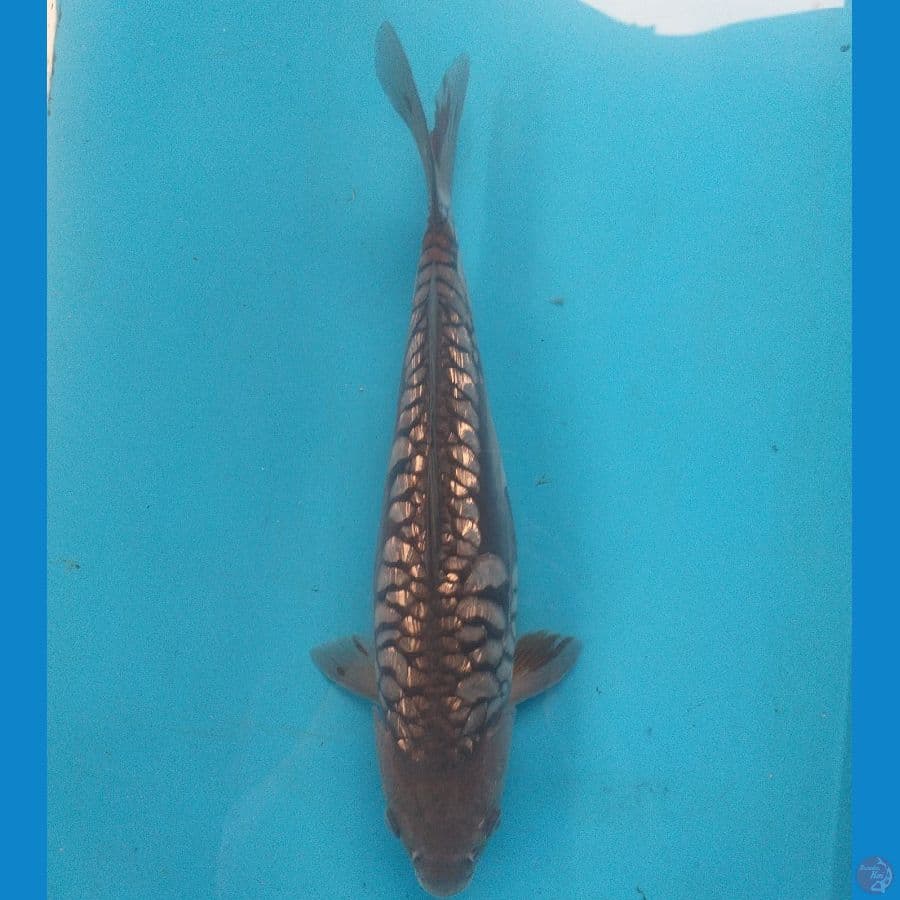 Soragoi Aragoke 36cm/Betina