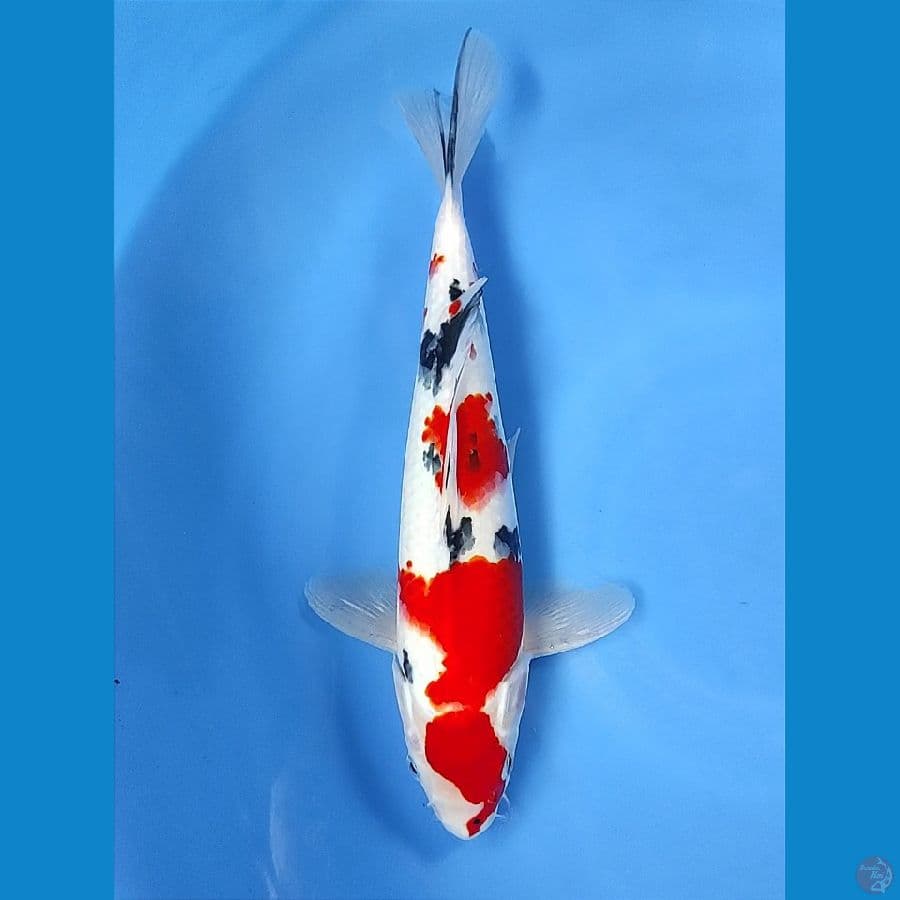34cm