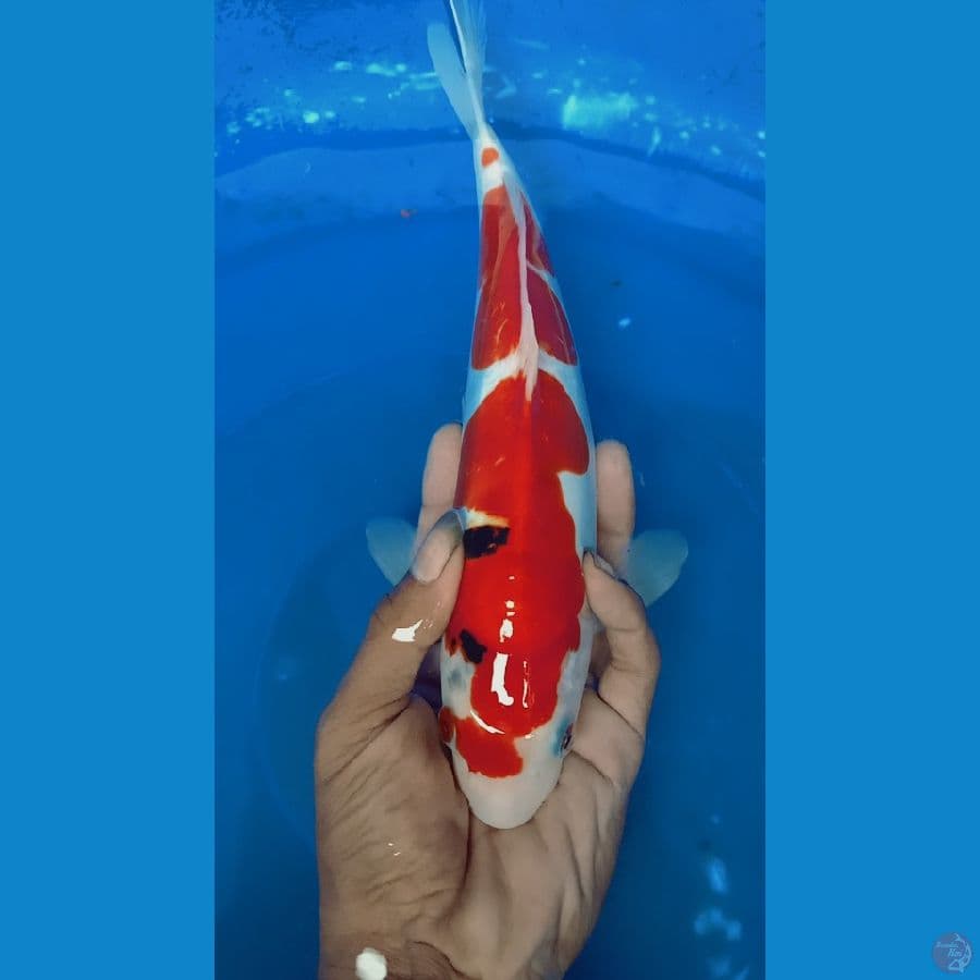 sanke doitsu 27cm