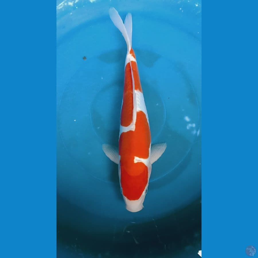 kohaku doit 32cm