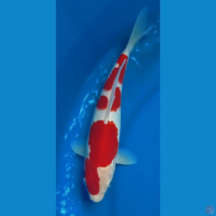 kohaku 23cm