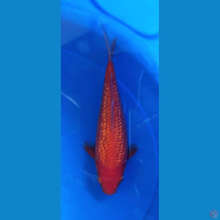 Ginrin Benigoi 20BU
