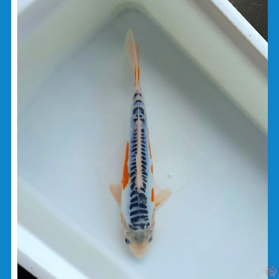 Shusui 26cm