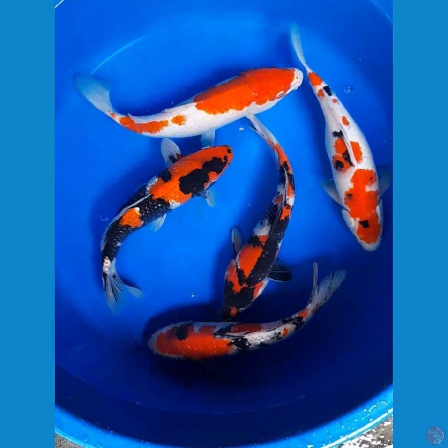 paket kualitas 25-30cm