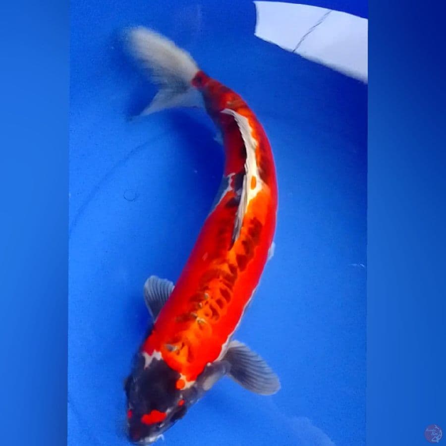 BENIKIKOKURYU 45CM