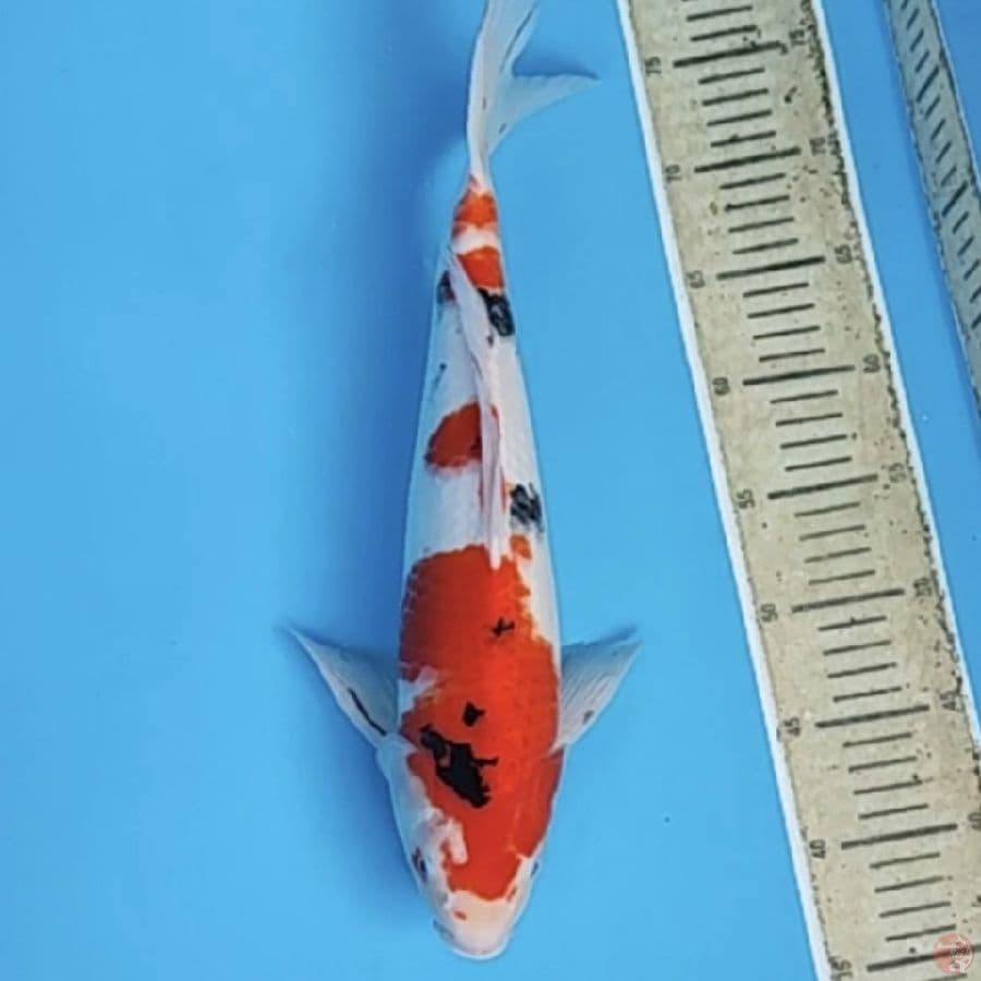sanke 40cm/fm
