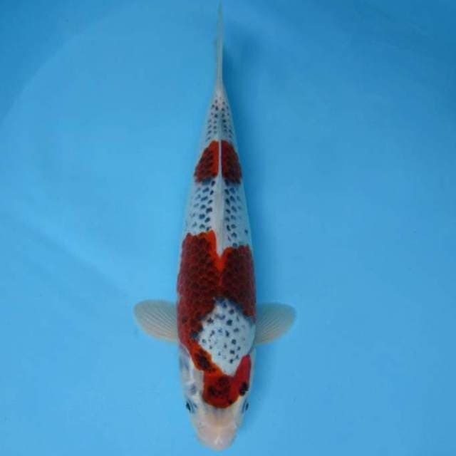 SATTORI 12 ~ GOSHIKI UNIQUE PATTERN,-