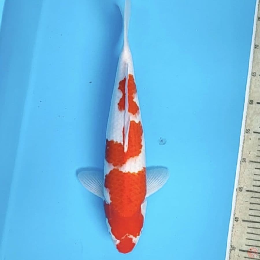 kohaku 40cm/fm