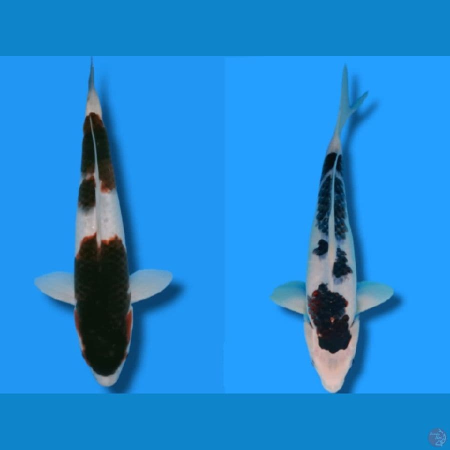 ALL 30 CM