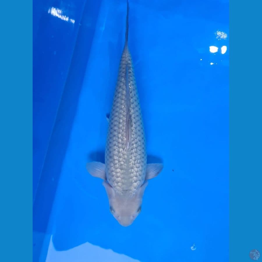 Soragoi ginrin 44 cm baby face