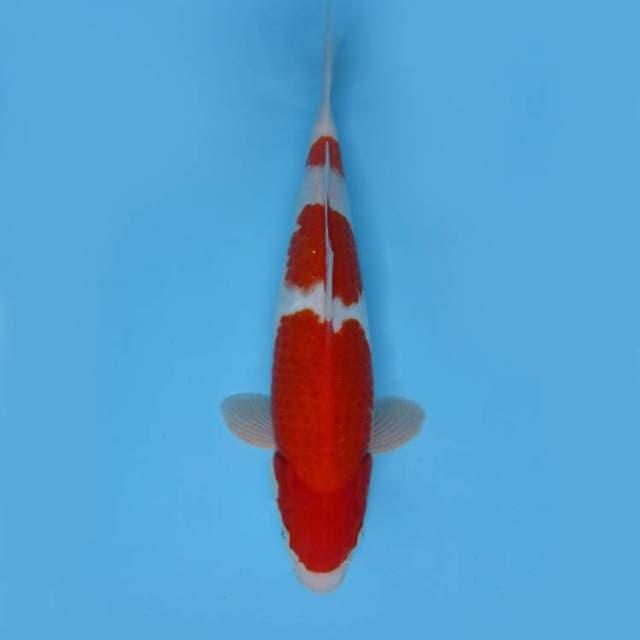 SATTORI 14 ~ KOHAKU 4 STEPS BAKAT JUMBO,-