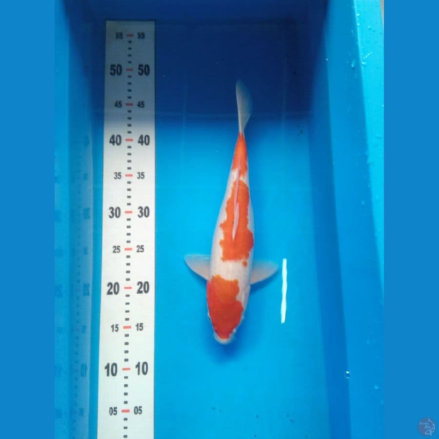 Kohaku SQ Size 32