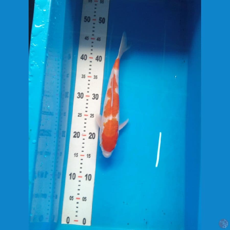 Kohaku SQ 30 cm