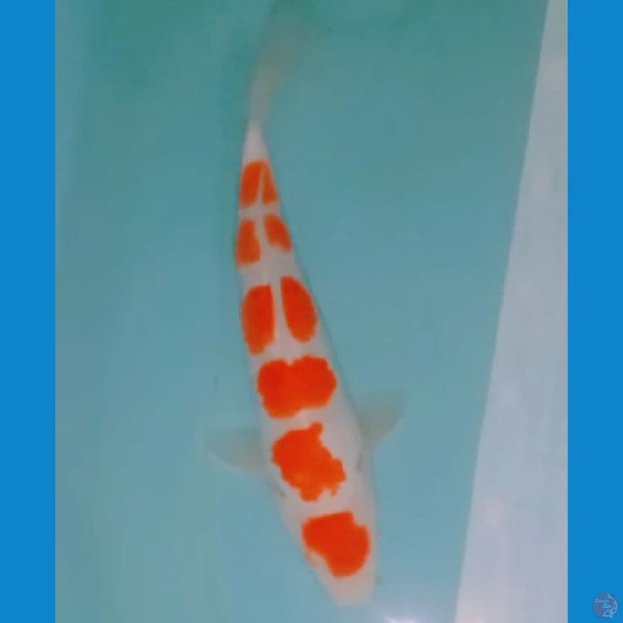 Kohaku 28 cm
