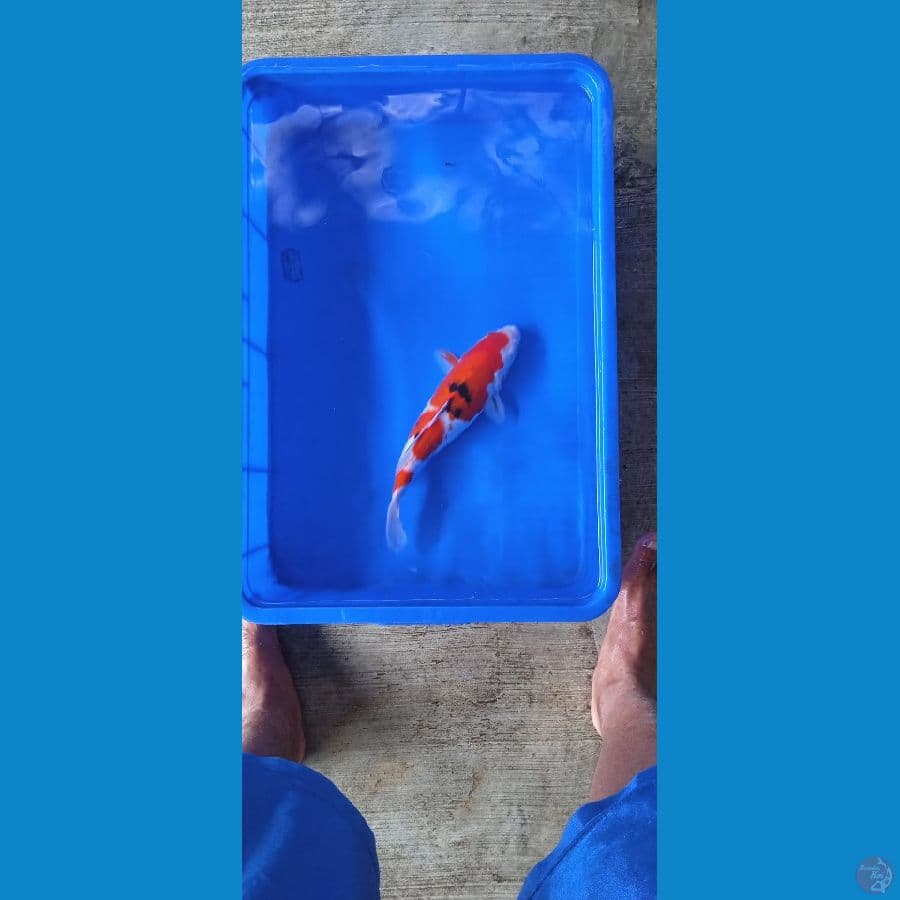 Sanke 31 cm