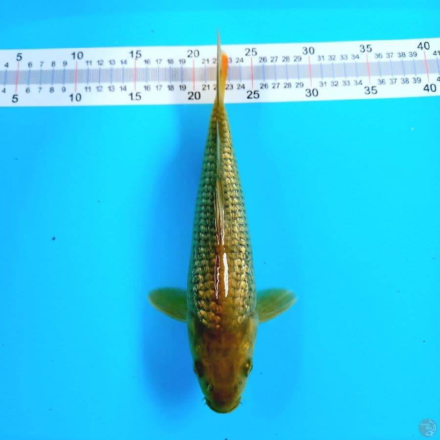 MIDORI GINRIN//30 CM