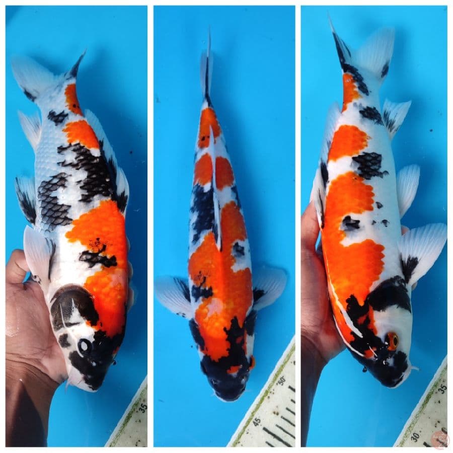 SHOWA SHANSOKU 40CM JANTAN