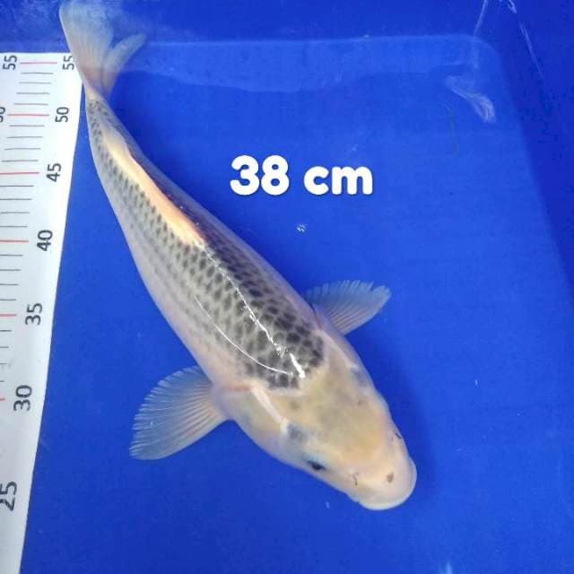 Asagi Jumbo 38 cm