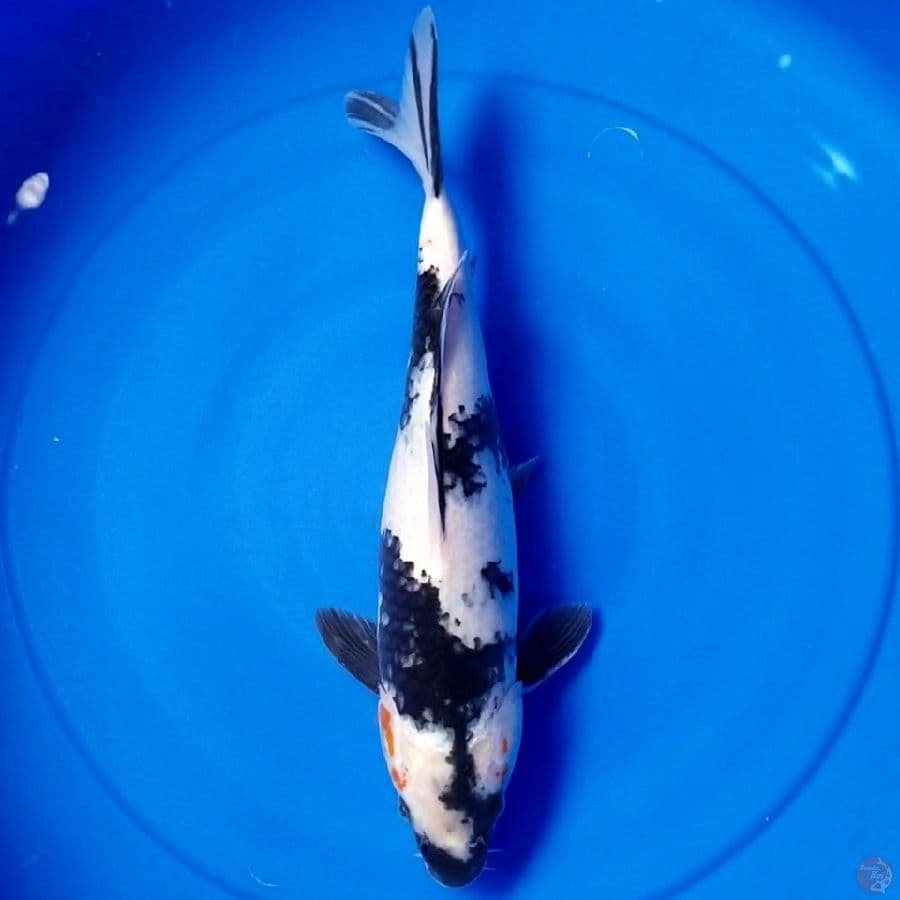 SHIRO 38 CM FEMALE