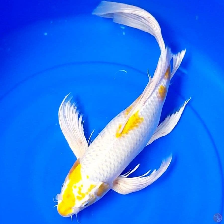 HARIWAKE 45 CM FEMALE